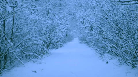 Beautiful snowfall in a winter forest. 動画素材 114819010