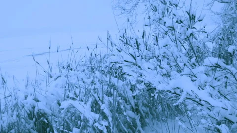 Beautiful snowfall in a winter forest. Stock Footage 114854003