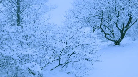 Beautiful snowfall in a winter forest. 库存影片 114854283