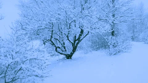 Beautiful snowfall in a winter forest. Stock-Footage 114854601