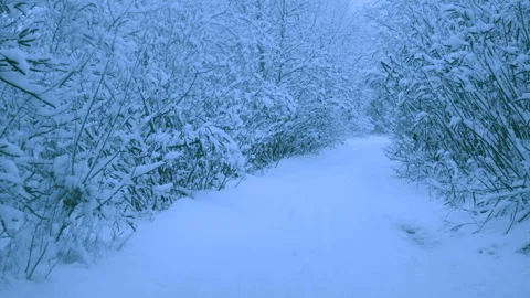 Beautiful snowfall in a winter forest. Stock-Footage 114854818