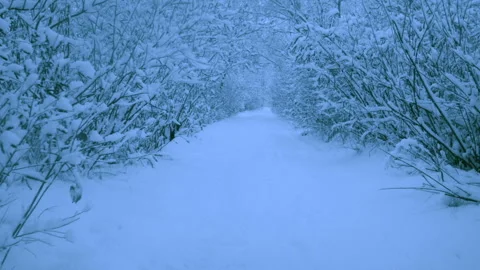 Beautiful snowfall in a winter forest. 스톡 동영상 114855515