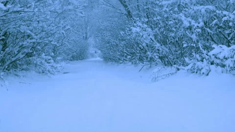 Beautiful snowfall in a winter forest. 스톡 동영상 114855696