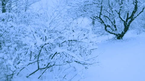Beautiful snowfall in a winter forest. 스톡 동영상 114855925