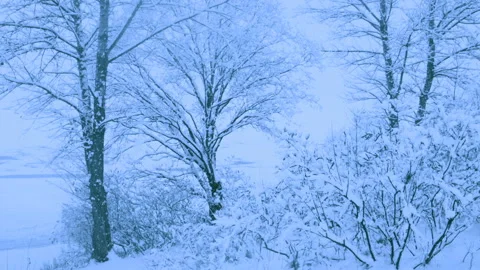Beautiful snowfall in a winter forest. Vidéo 114856620