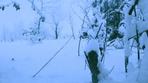 Beautiful snowfall in a winter forest. 스톡 동영상 114858816
