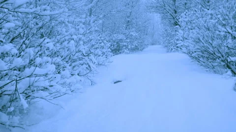 Beautiful snowfall in a winter forest. 動画素材 114859090