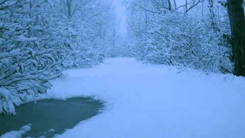 Beautiful snowfall in a winter forest. Vidéo 114859535