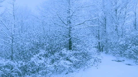 Beautiful snowfall in a winter forest. Stock-Footage 114859956