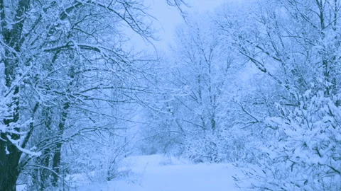 Beautiful snowfall in a winter forest. Stock-Footage 114862028