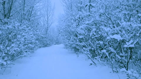 Beautiful snowfall in a winter forest. Stock-Footage 114862514