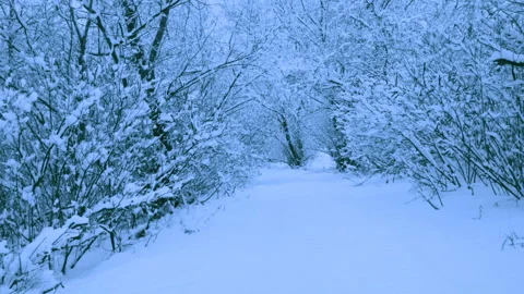 Beautiful snowfall in a winter forest. Vídeos de archivo 114862889