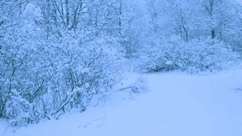 Beautiful snowfall in a winter forest. 스톡 동영상 114870832