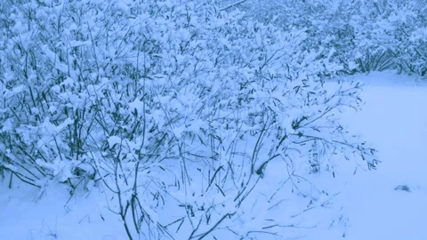 Beautiful snowfall in a winter forest. 스톡 동영상 114870905