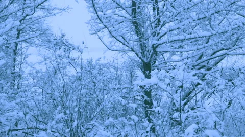 Beautiful snowfall in a winter forest. Vidéo 114871051