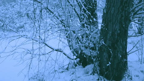 Beautiful snowfall in a winter forest. 스톡 동영상 114871978