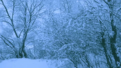 Beautiful snowfall in a winter forest. 스톡 동영상 114873973