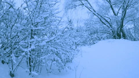 Beautiful snowfall in a winter forest. Video stock 114874438