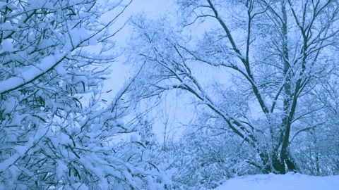Beautiful snowfall in a winter forest. Vídeos de archivo 114874912
