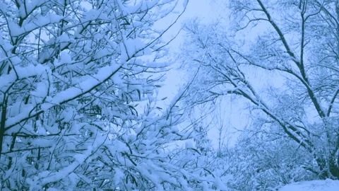Beautiful snowfall in a winter forest. 스톡 동영상 114876330