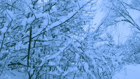Beautiful snowfall in a winter forest. Stock-Footage 114880272