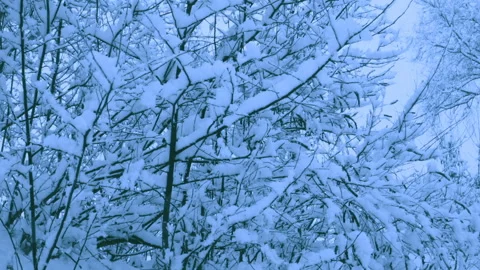 Beautiful snowfall in a winter forest. Vídeos de archivo 114881125