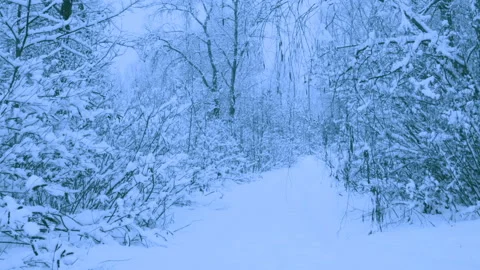 Beautiful snowfall in a winter forest. 스톡 동영상 114881484