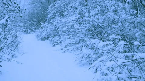 Beautiful snowfall in a winter forest. Stock-Footage 114882240