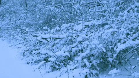 Beautiful snowfall in a winter forest. 스톡 동영상 114882907