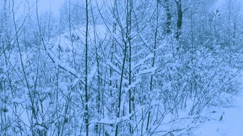 Beautiful snowfall in a winter forest. Stockbeeldmateriaal 114883549