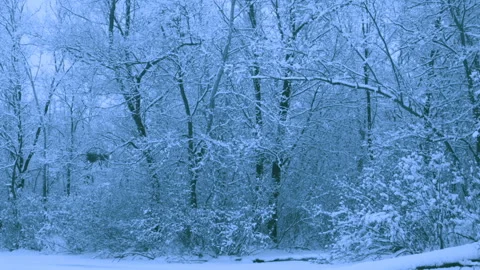 Beautiful snowfall in a winter forest. Vidéo 114886261