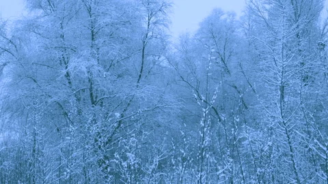 Beautiful snowfall in a winter forest. Vídeo Stock 114888305