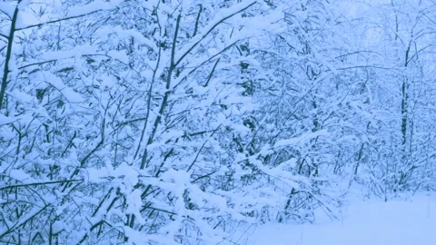 Beautiful snowfall in a winter forest. Stock Footage 114889079