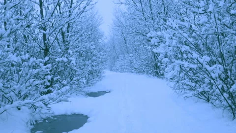 Beautiful snowfall in a winter forest. Stock-Footage 114889804