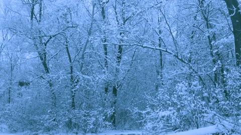 Beautiful snowfall in a winter forest. Stock-Footage 114890292