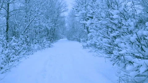 Beautiful snowfall in a winter forest. Stock-Footage 114890410