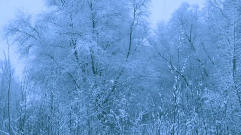 Beautiful snowfall in a winter forest. Vídeos de archivo 114890664