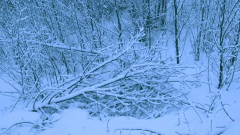 Beautiful snowfall in a winter forest. 스톡 동영상 114891893
