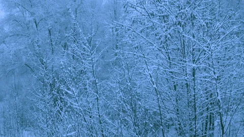 Beautiful snowfall in a winter forest. 스톡 동영상 114892344