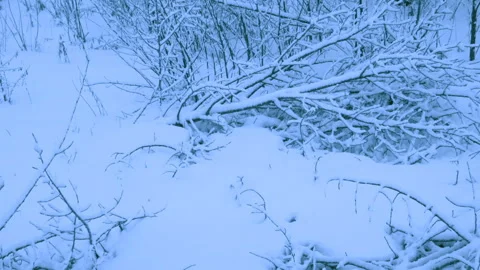 Beautiful snowfall in a winter forest. 库存影片 114893527