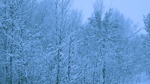 Beautiful snowfall in a winter forest. 動画素材 114895481