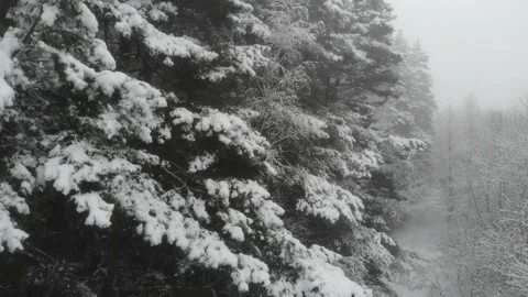 A beautiful snowy forest in winter. Camera moving down Видео 145292643