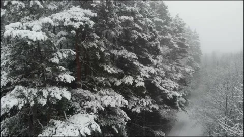 A beautiful snowy forest in winter. Camera moving upwards  Видео 145292674