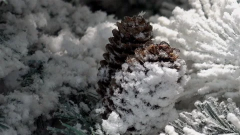 Beautiful snowy pine branches with cones close-up. Stock Footage 118770890
