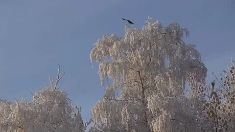 Beautiful snowy trees Video stock 71577377