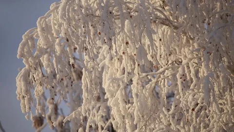 Beautiful snowy trees Stock Footage 71578080