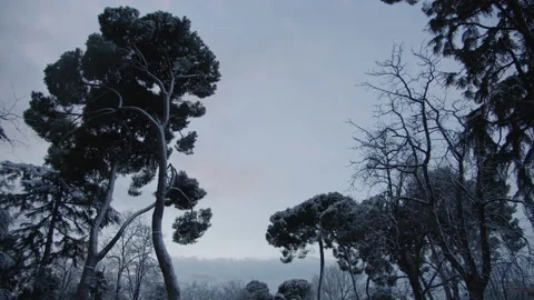 Beautiful snowy trees. Stock Footage 149823497