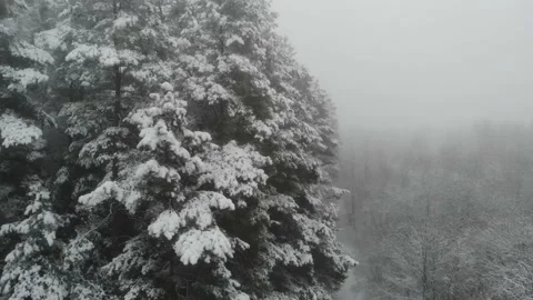 A beautiful snowy winter in the forest. Camera moving forward. Видео 145292632