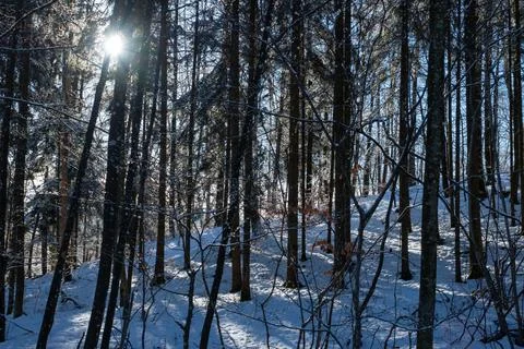 Beautiful snowy winter forest in the sunlight Stock Photos