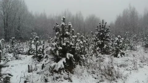 A beautiful snowy winter in the forest.3 Видео 145292571